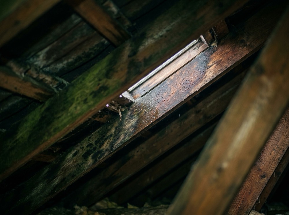 Condensation and damp staining on wooden roof timbers in a loft